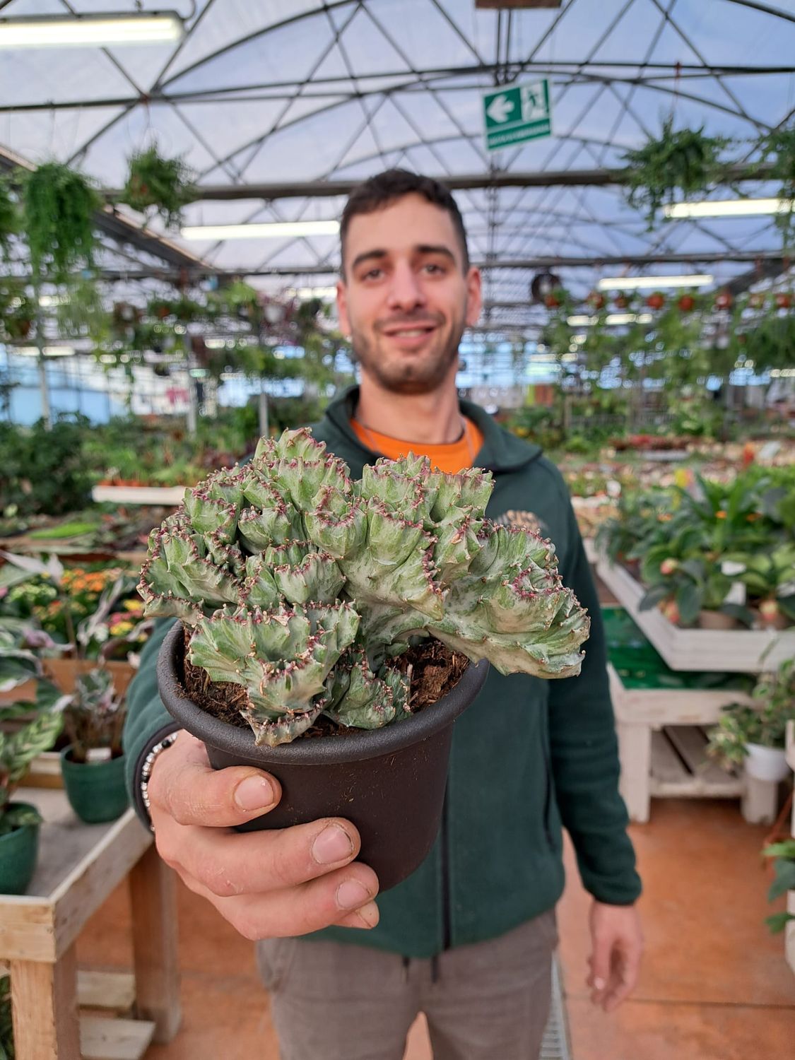 Euphorbia lactea variegata crestata - vaso 13