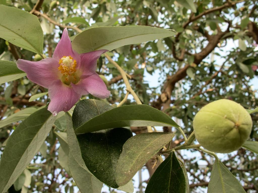 Lagunaria Patersonii - vaso Ø 17 cm