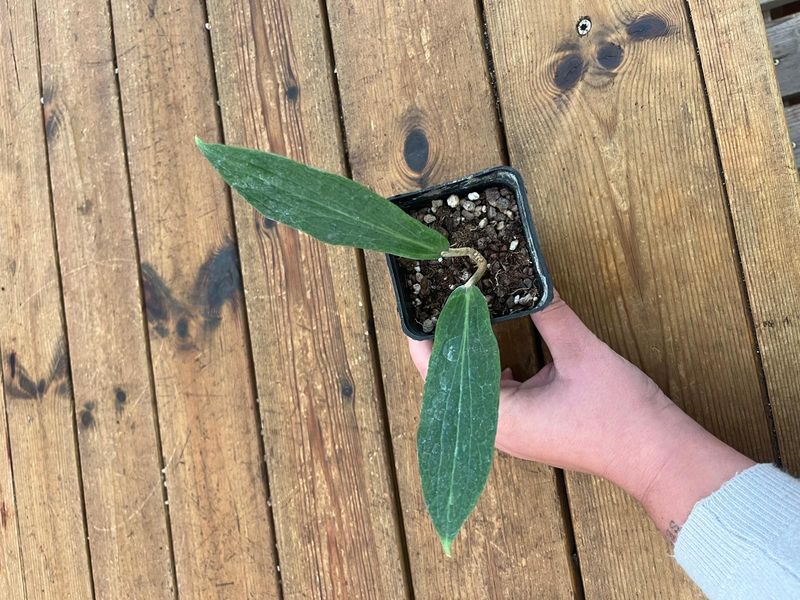Hoya Benquentensis - vaso 7x7 cm