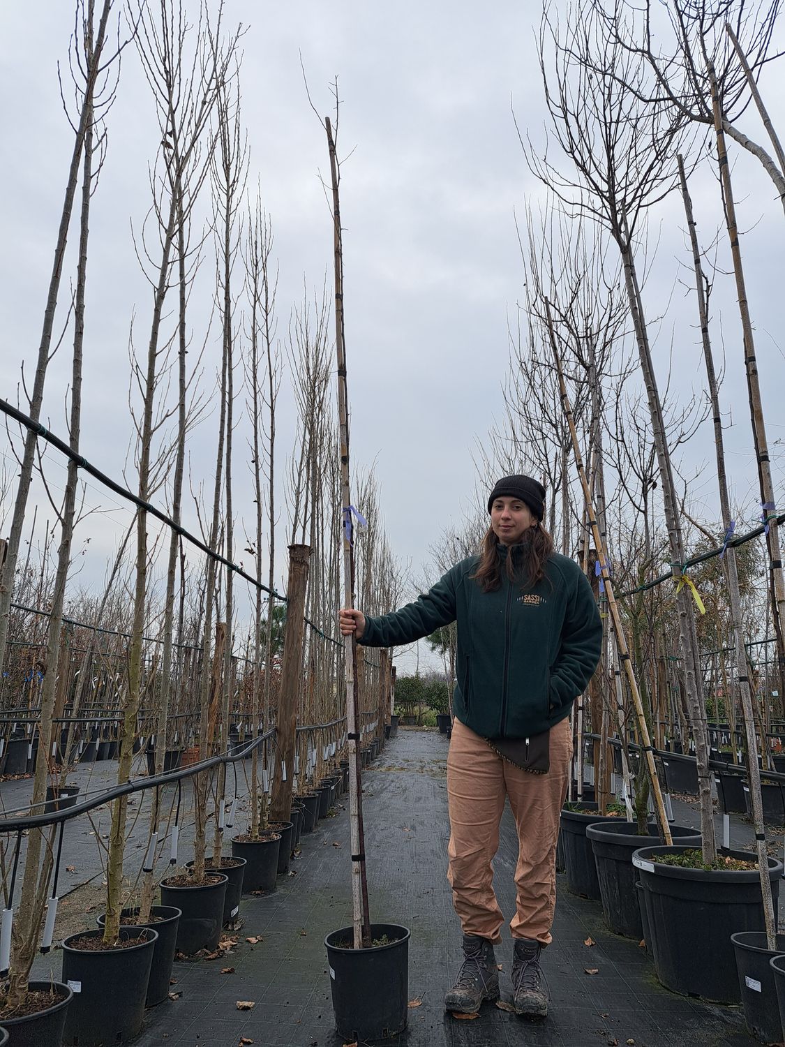 Prunus cerasifera &#39;Pissardii&#39;, Prunus Pissardi, Cagnetto, Ciliegio da fiore - vaso Ø24 cm, h 250cm Astone albero