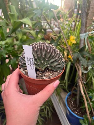 Echinopsis Chocolate Crestata - vaso Ø10 cm