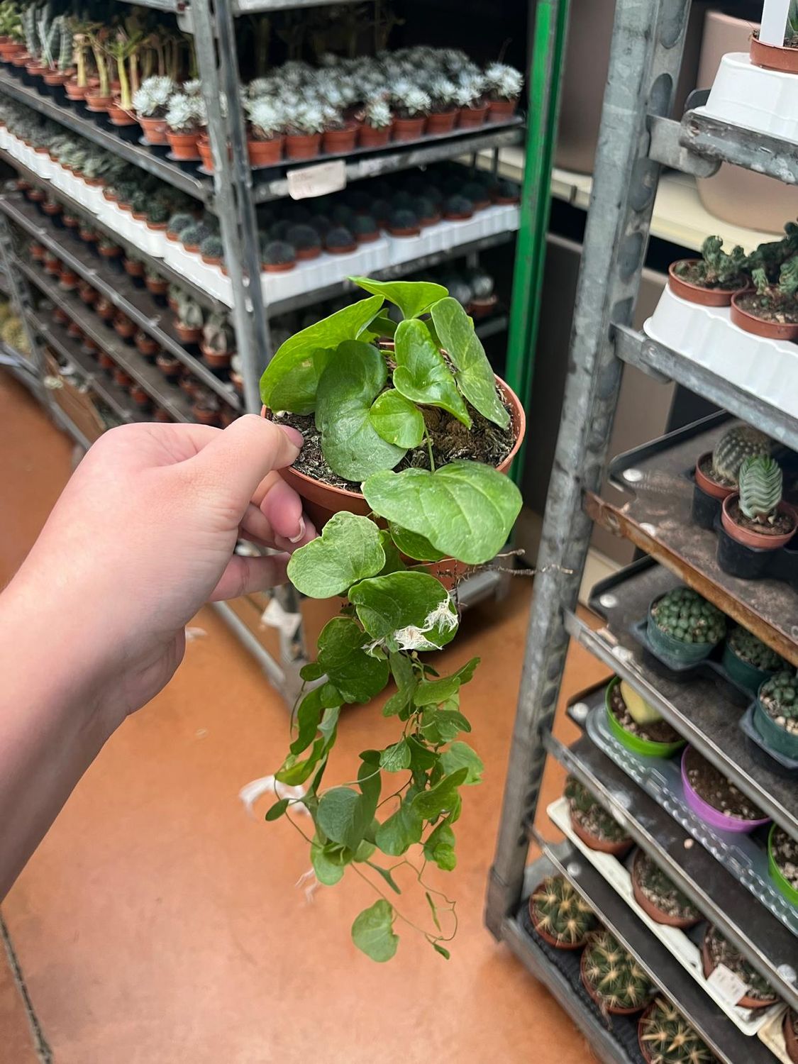 Dioscorea elephantipes, Pianta tartarurga, Testudinaria - vaso Ø10 cm