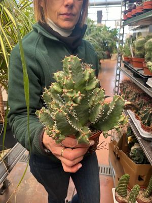 Euphorbia Risinifera - vaso Ø10 cm