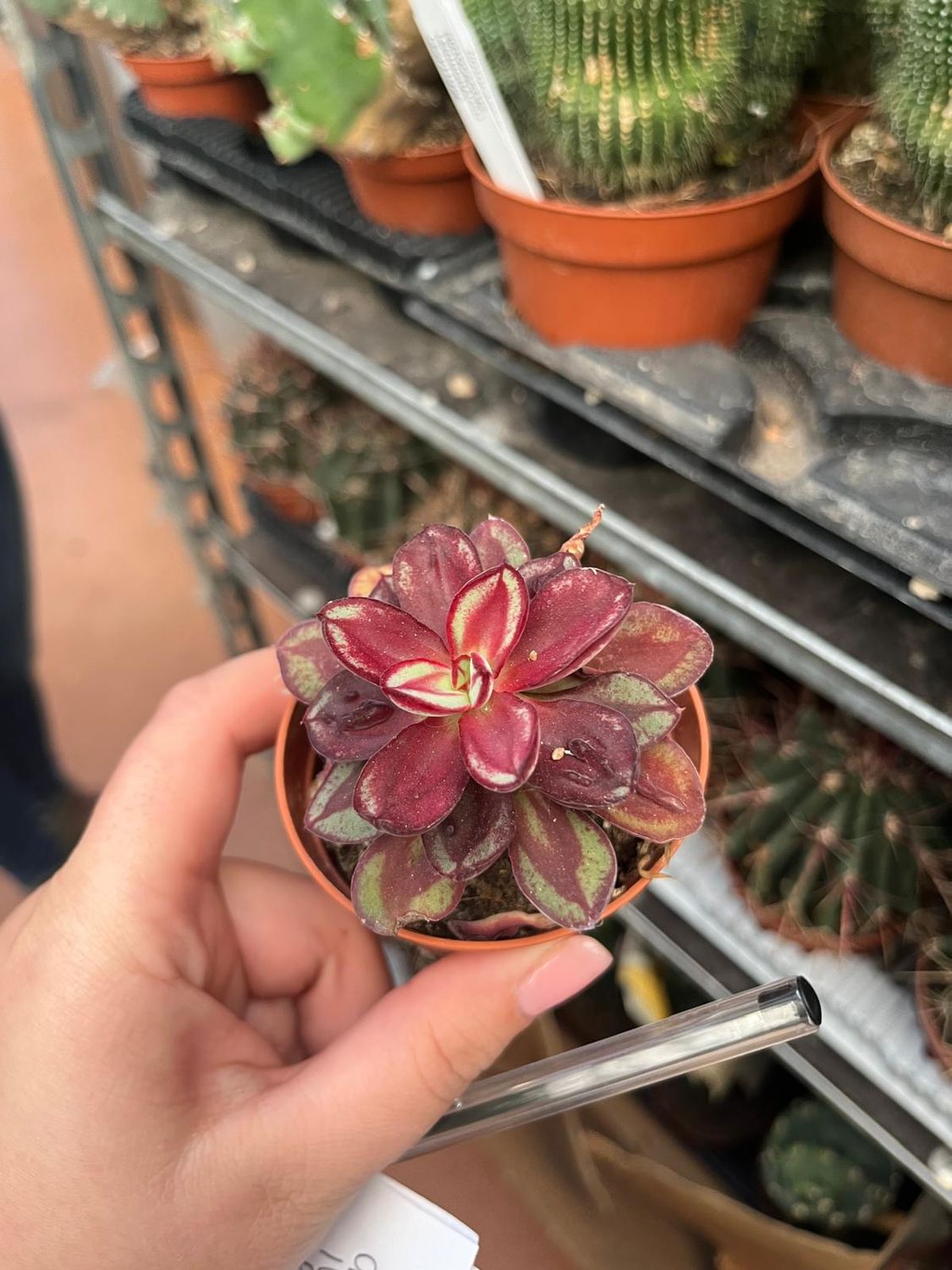 Echeveria Maruba - vaso Ø6.5 cm
