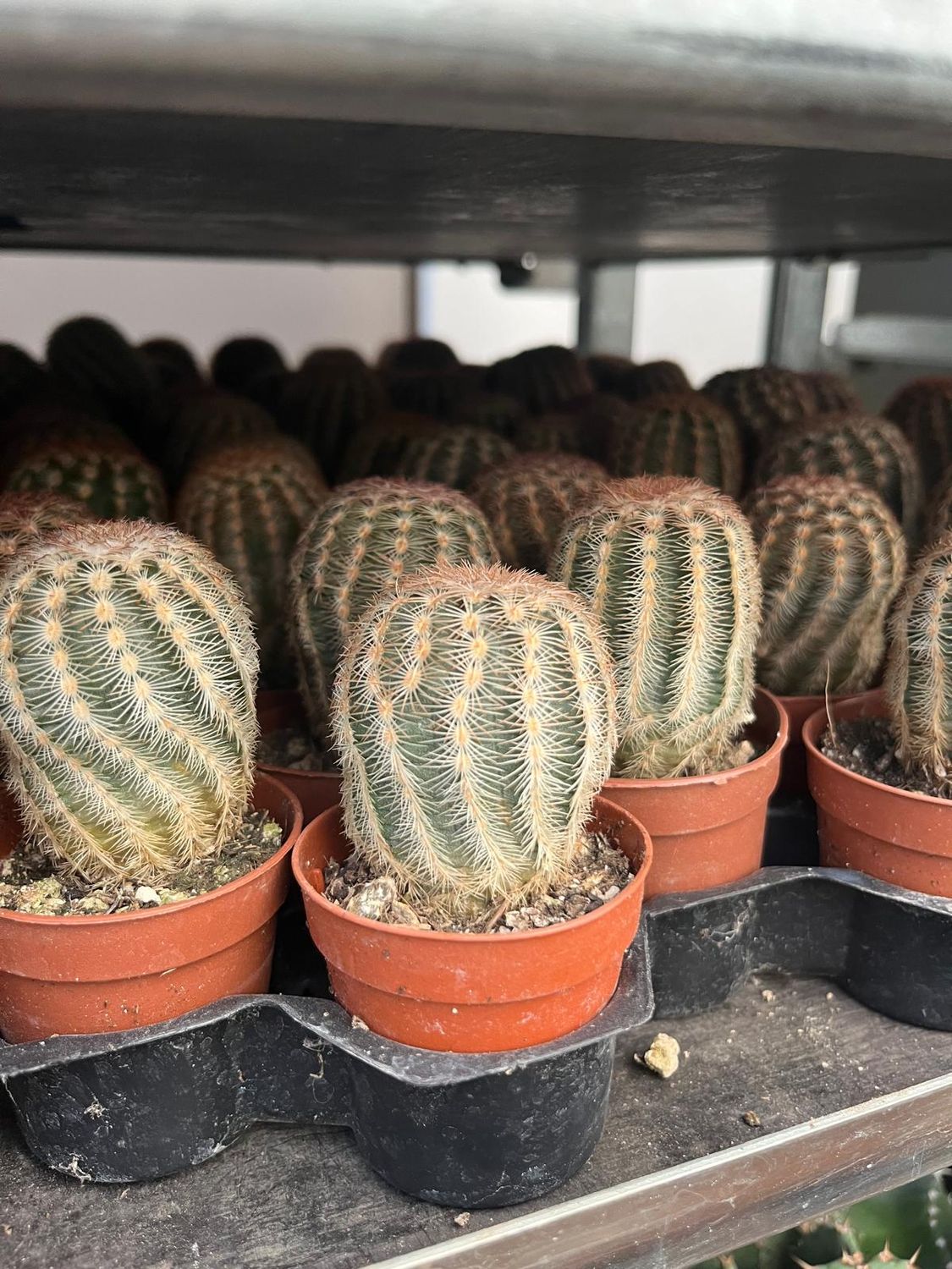 Echinocereus Albispina - vaso Ø5,5 cm
