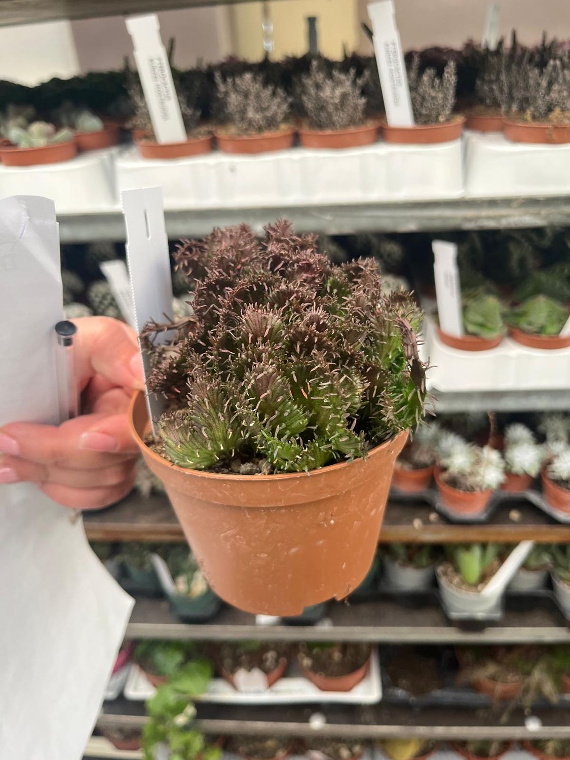 Euphorbia flanaganii crestata - vaso Ø10 cm