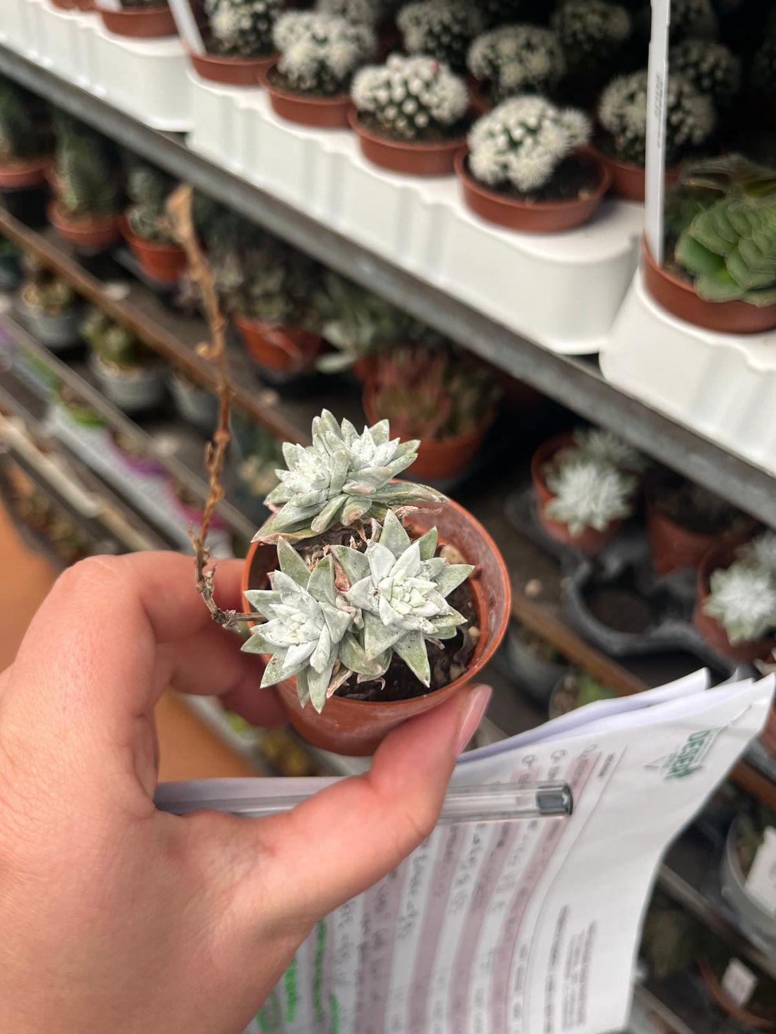 Dudleya Grenei - vaso Ø5.5 cm