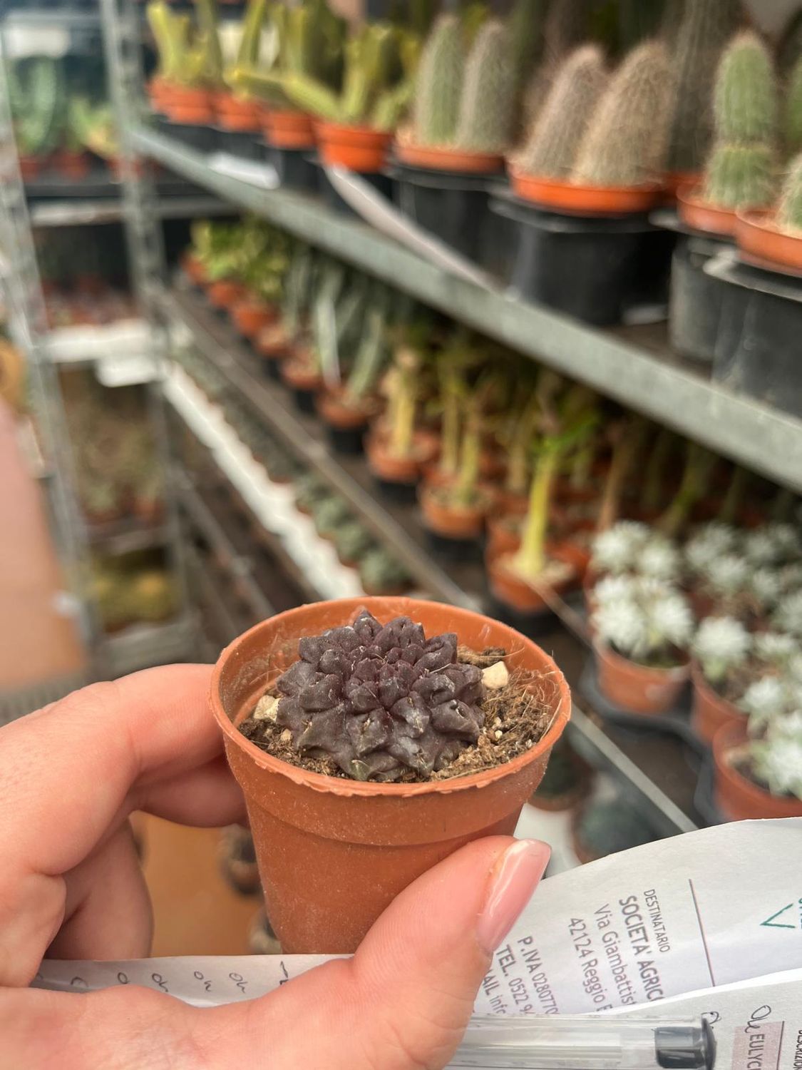 Neoporteria Occulta Glabra - vaso Ø5.5 cm