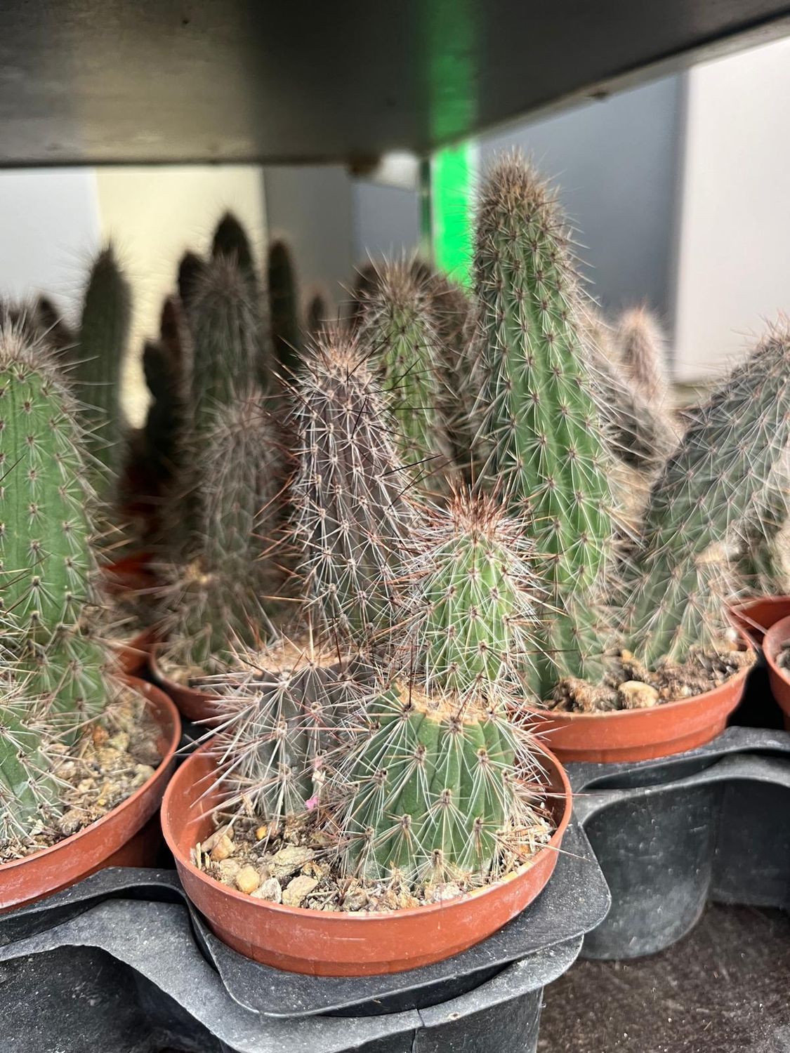 Coda di Scimmia, Hildewintera Baumani - vaso Ø7 cm