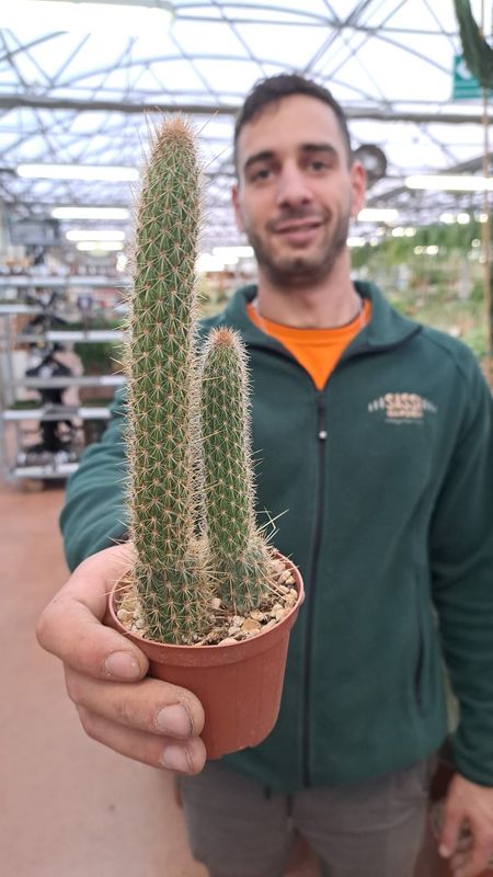 Coda di Scimmia, Hildewintera spp - vaso Ø7 cm
