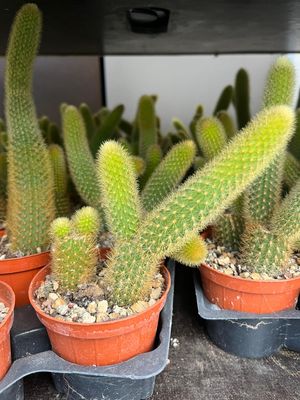 Coda di Scimmia, Hildewintera Aureispina - vaso Ø7 cm