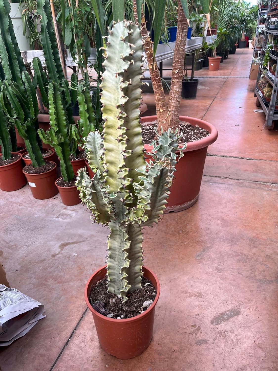 Euforbia Eritrea variegata, Euphorbia marmorata - vaso Ø 22 cm, h 60 cm