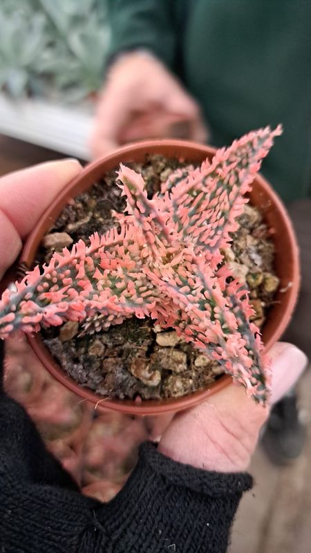 Aloe pink hybrid - vaso Ø6.5 cm