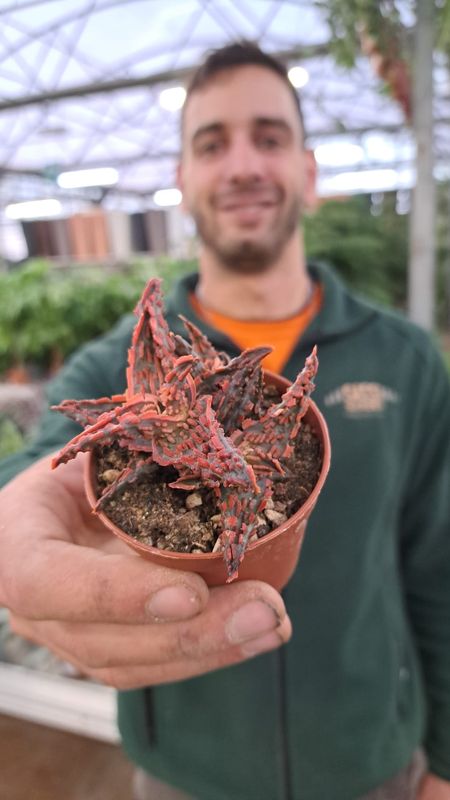 Aloe red hybrid - vaso Ø6.5 cm