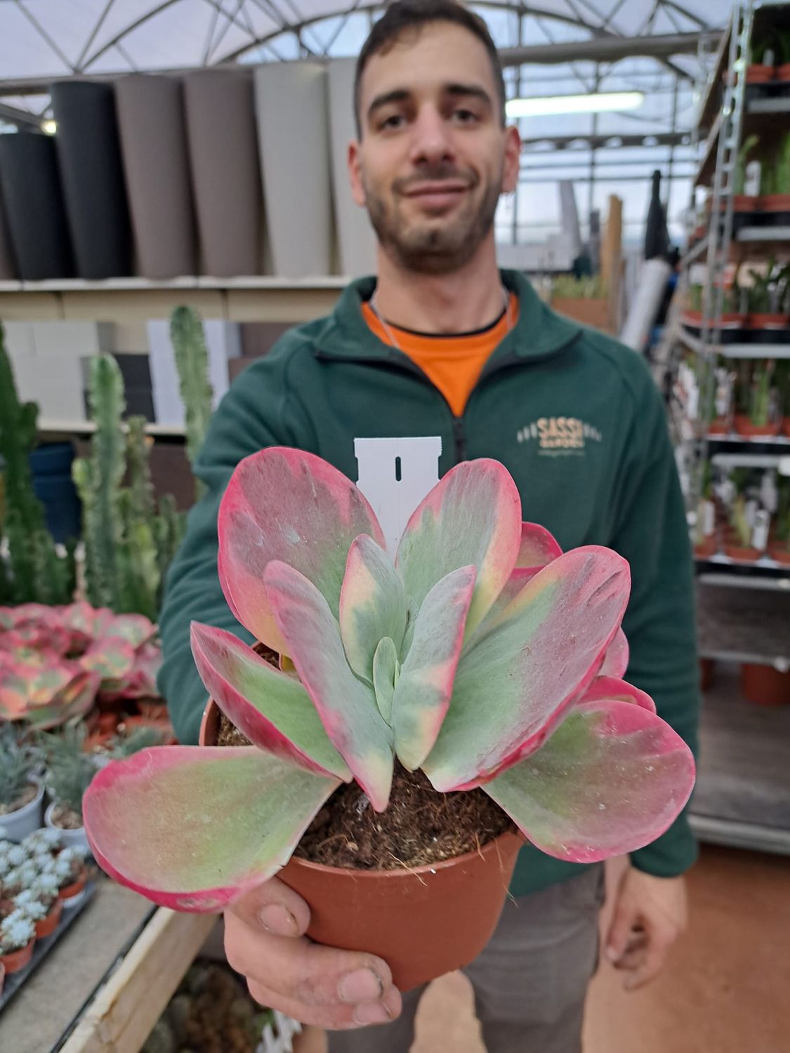 Kalanchoe thyrsiflora variegata - vaso Ø12 cm