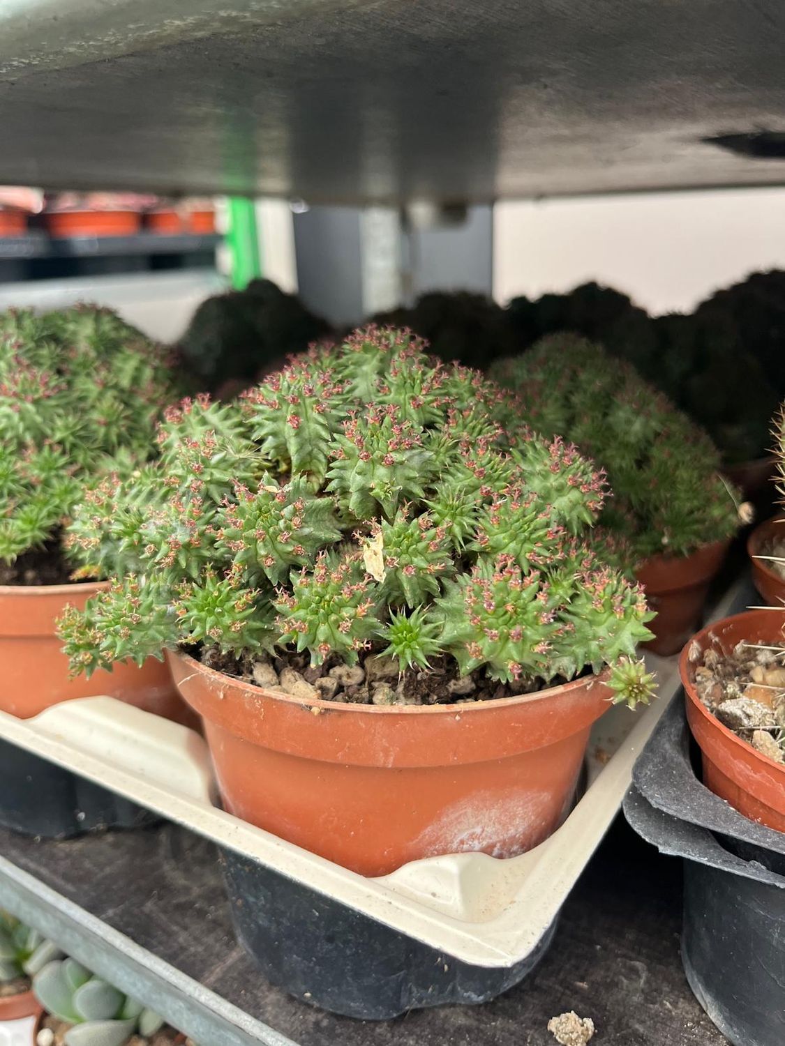 Euphorbia suzannae - vaso 10.5