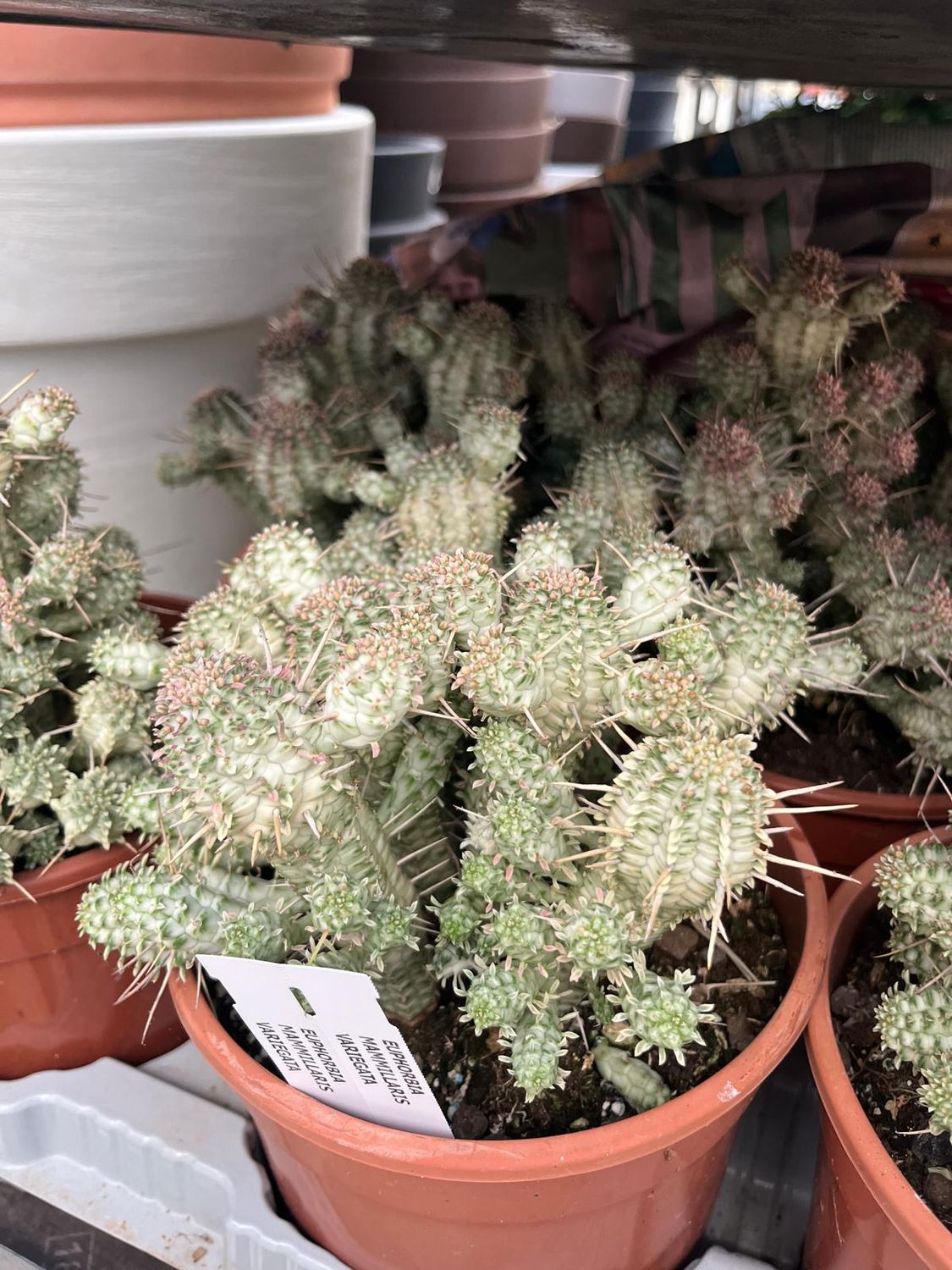 Euphorbia submammillaris variegata - vaso Ø17 cm