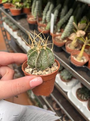 Astrophytum Crassispinoides - vaso Ø5.5 cm