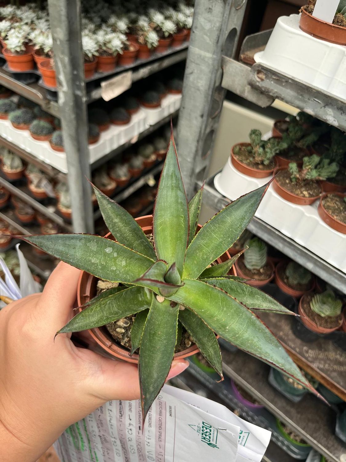Agave Red Edge - vaso Ø10 cm