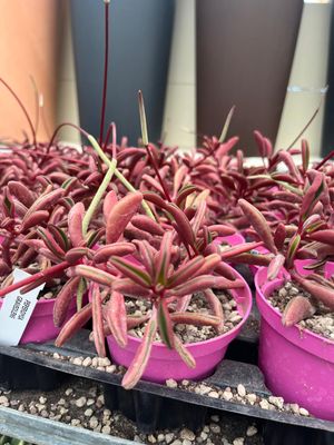 Peperomia Graveolens  - vaso Ø10 cm