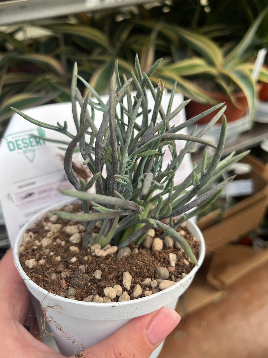 Senecio Elk Antlers - vaso Ø10 cm