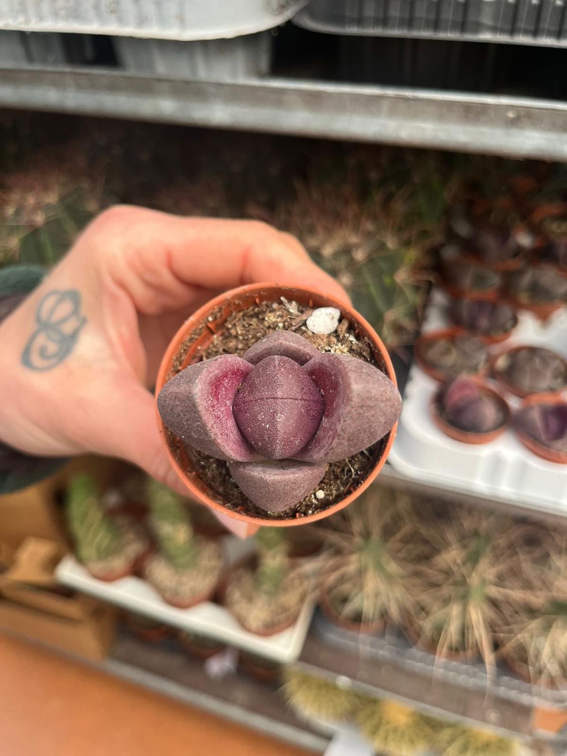 Pleiospilos nelii Royal Flush, aizoaceae - vaso Ø5.5 cm