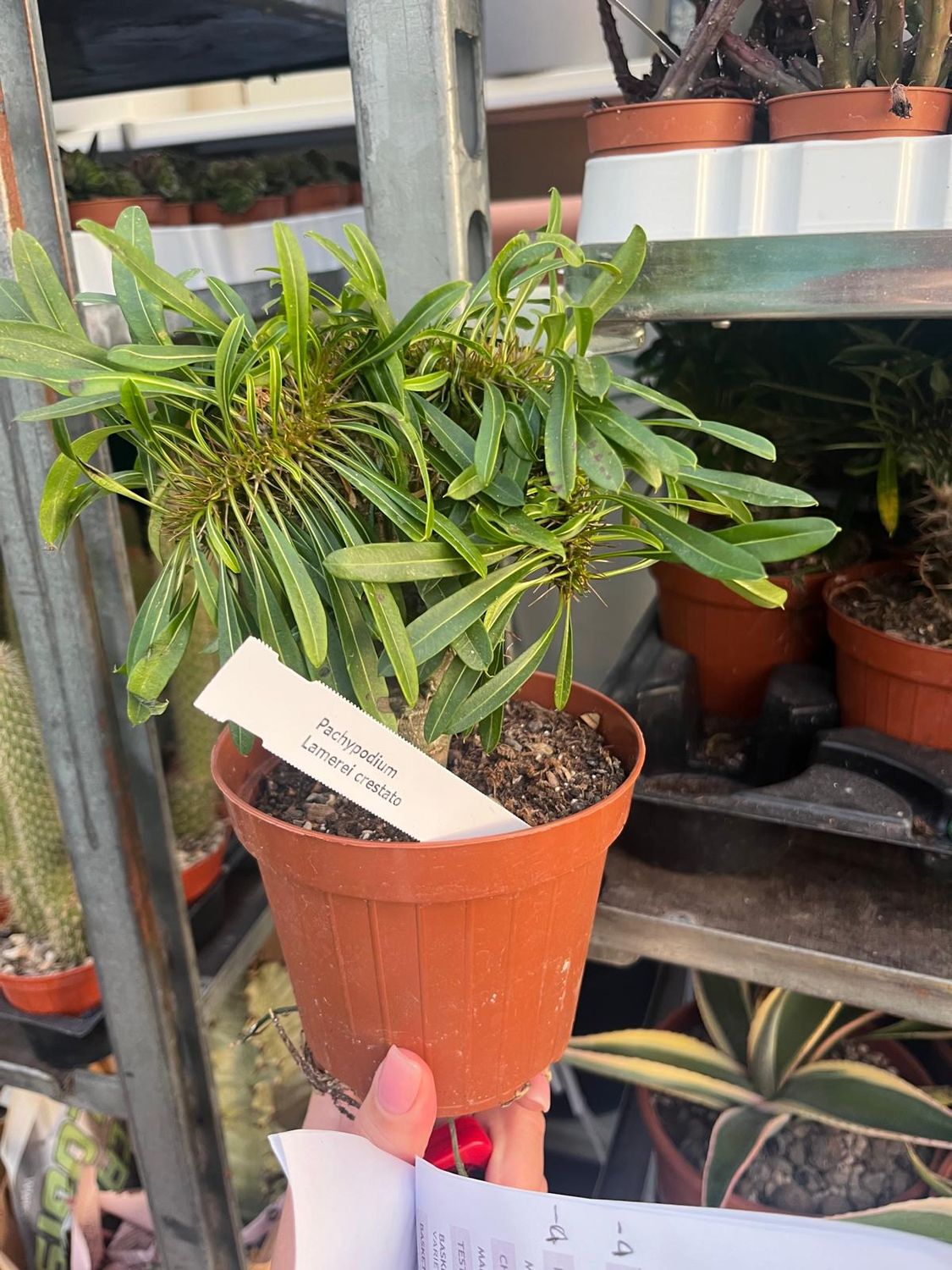 Pachypodium Lamereii Crestato, Palma del Madagascar - vaso Ø12 cm