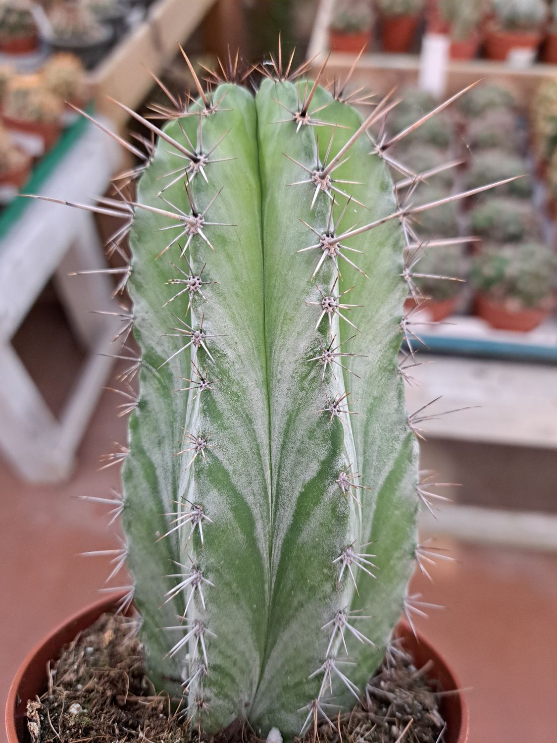 Polaskia chichipe - vaso Ø10 cm