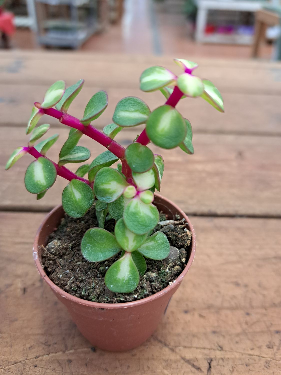 Crassula Portulacaria Afra Mediopicta - vaso Ø5.5 cm