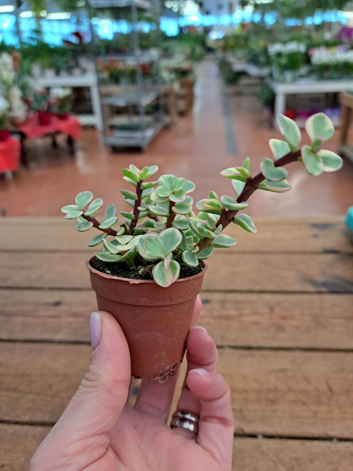 Crassula Portulacaria Afra Variegata - vaso Ø5.5 cm