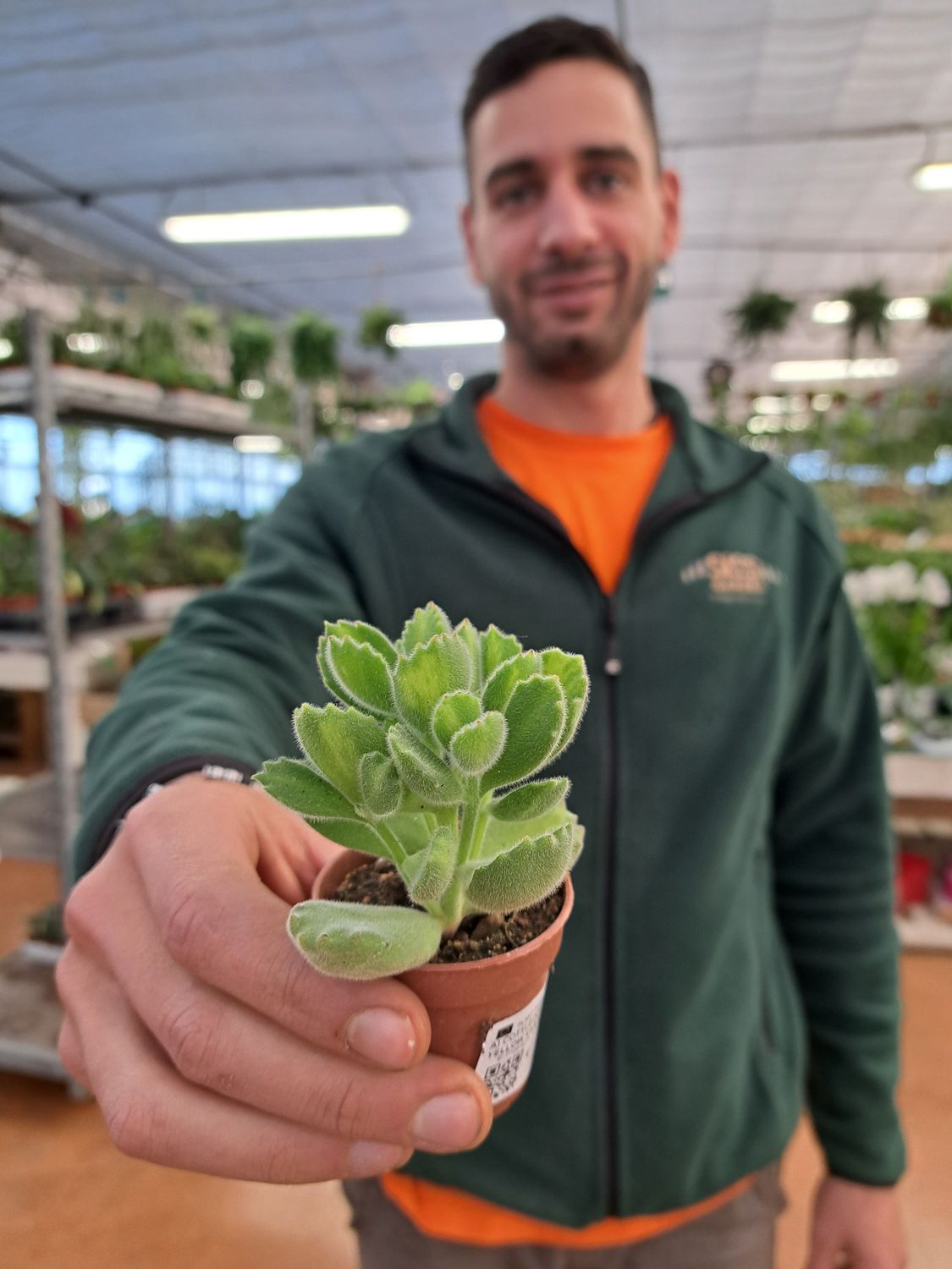 Cotyledon ladismithiensis yellow variegato - vaso Ø5.5 cm