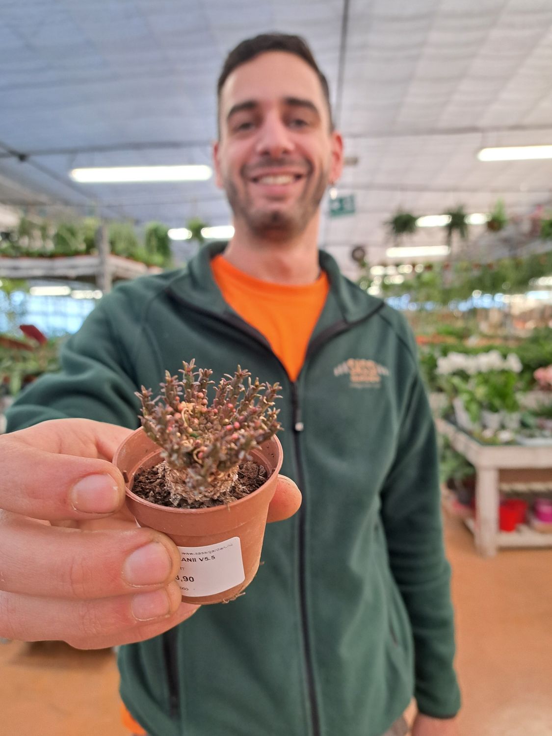 Euphorbia flanaganii - vaso Ø5.5 cm