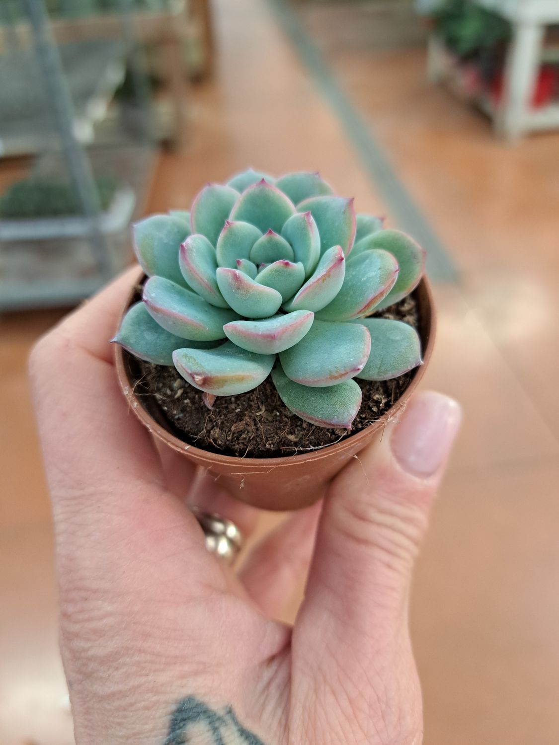 Echeveria Victory - vaso Ø5,5 cm