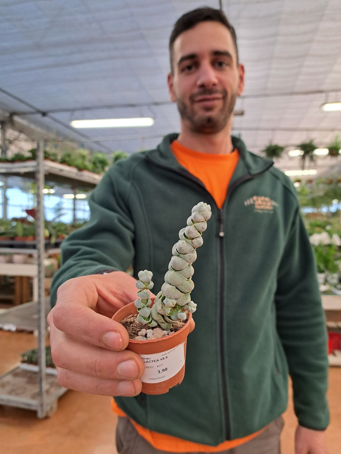 Crassula Lactea - vaso Ø5.5 cm