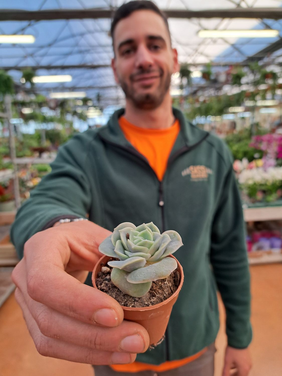 Echeveria spp. &#39;Lovely&#39; - vaso Ø5,5 cm