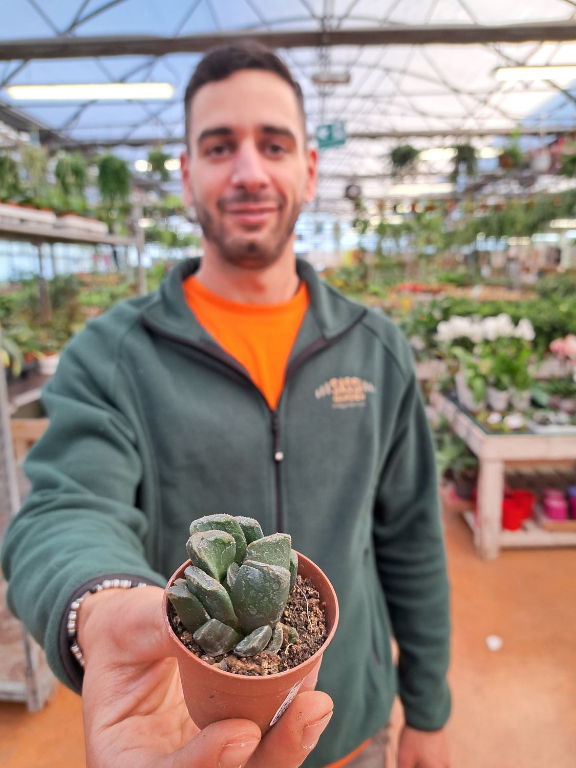 Haworthia Truncata Hybrid - vaso Ø8 cm