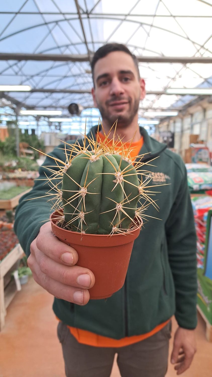Trichocereus Pasacana - vaso Ø10 cm