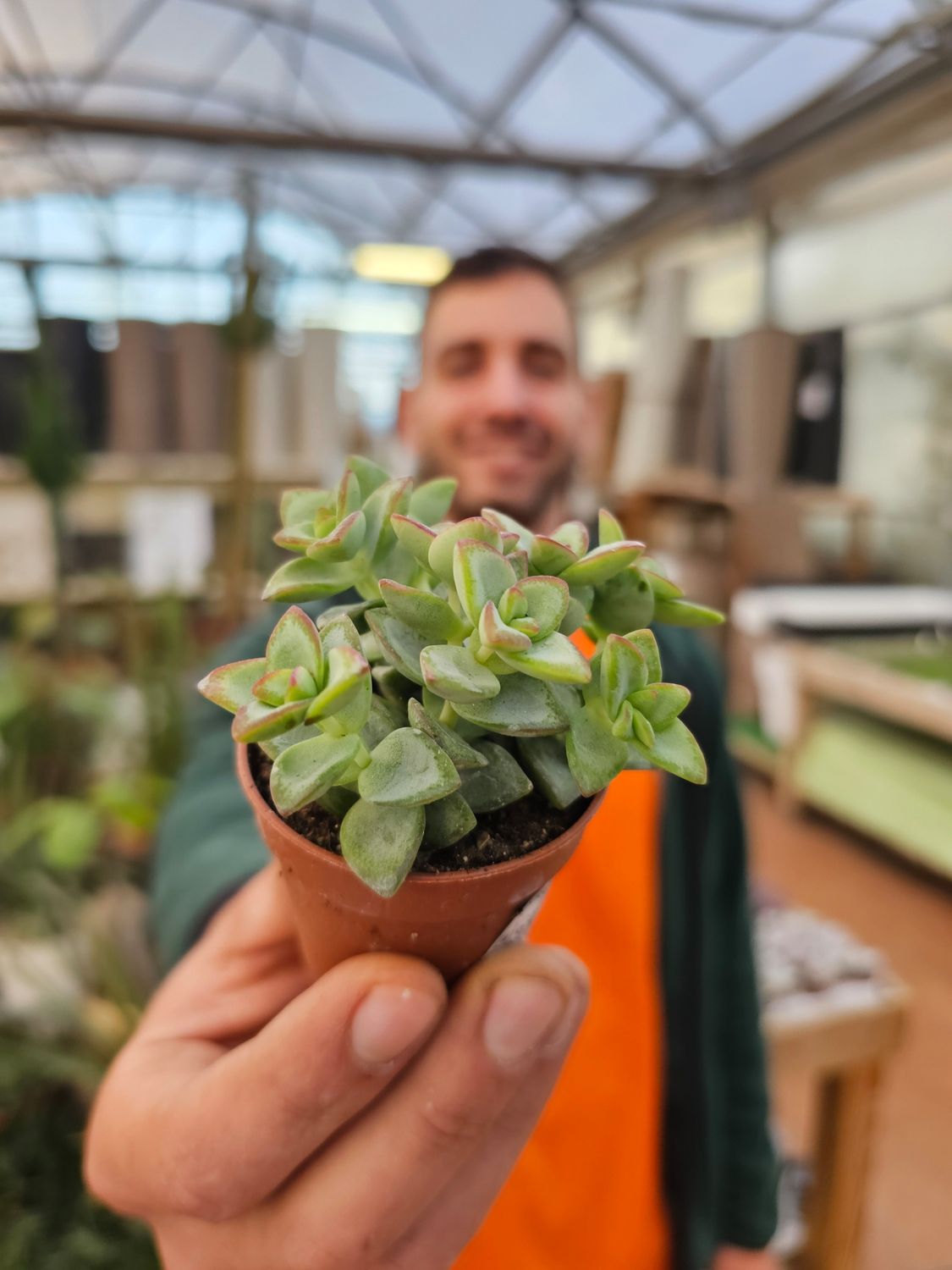 Crassula perforata &#39;Azul&#39;, Collana di bottoni - vaso Ø5,5 cm