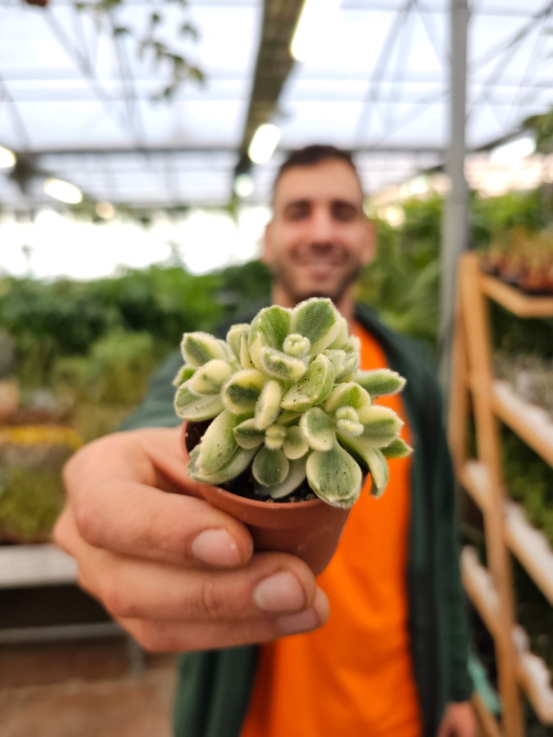 Cotyledon ladismithiensis variegato - vaso Ø5,5 cm