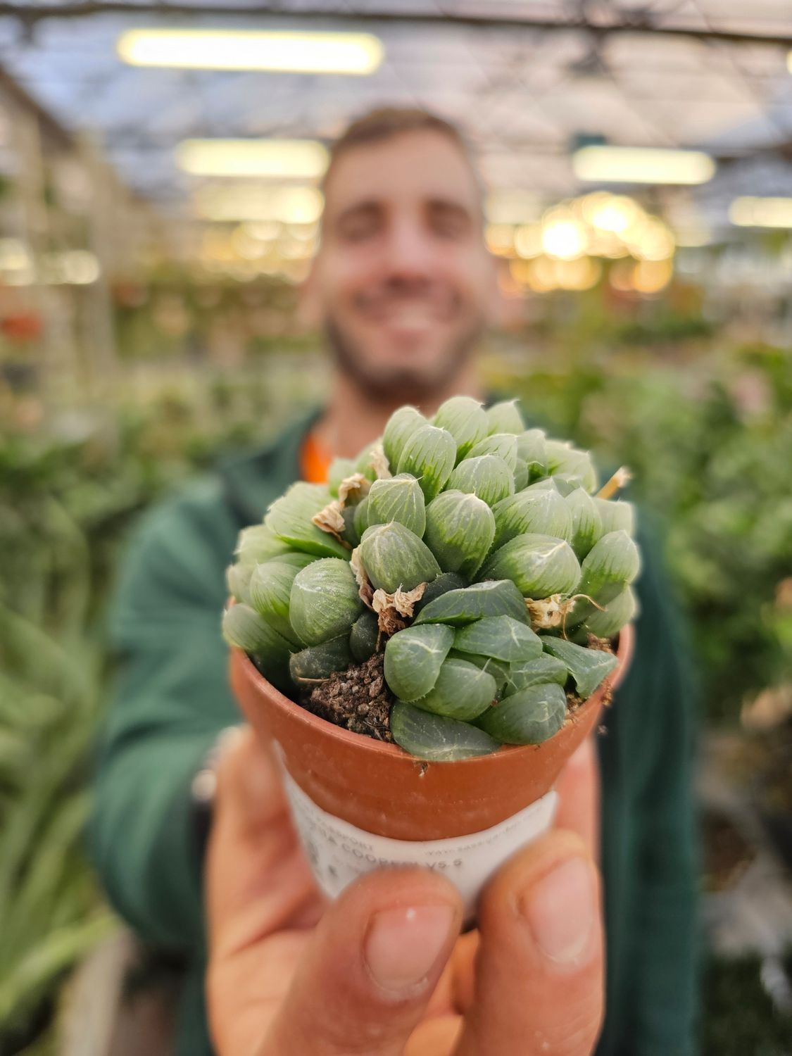 Haworthia cooperi - vaso Ø5.5cm