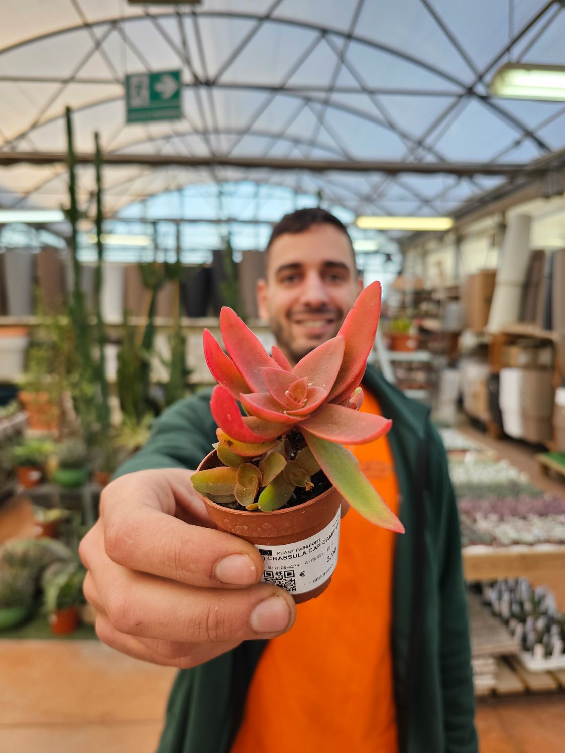 Crassula capitella &#39;Campfire&#39; - vaso  Ø 5,5 cm