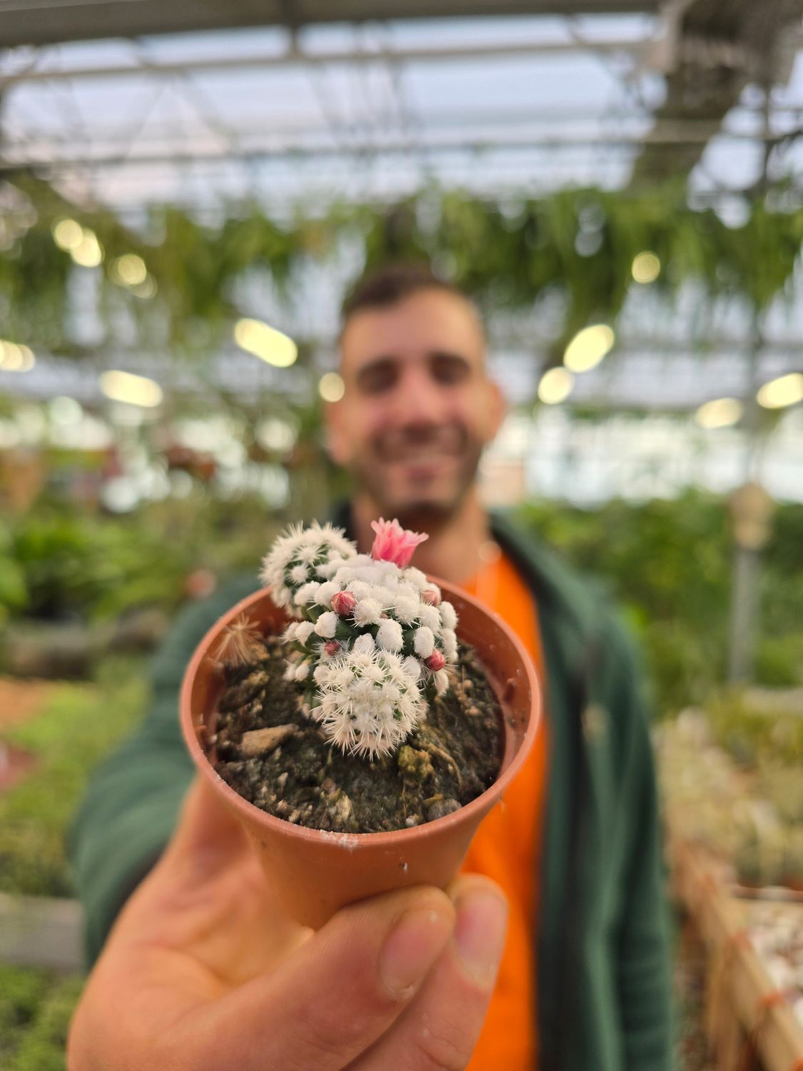 Mammillaria Gracilis Arizona Snow - vaso Ø5.5 cm