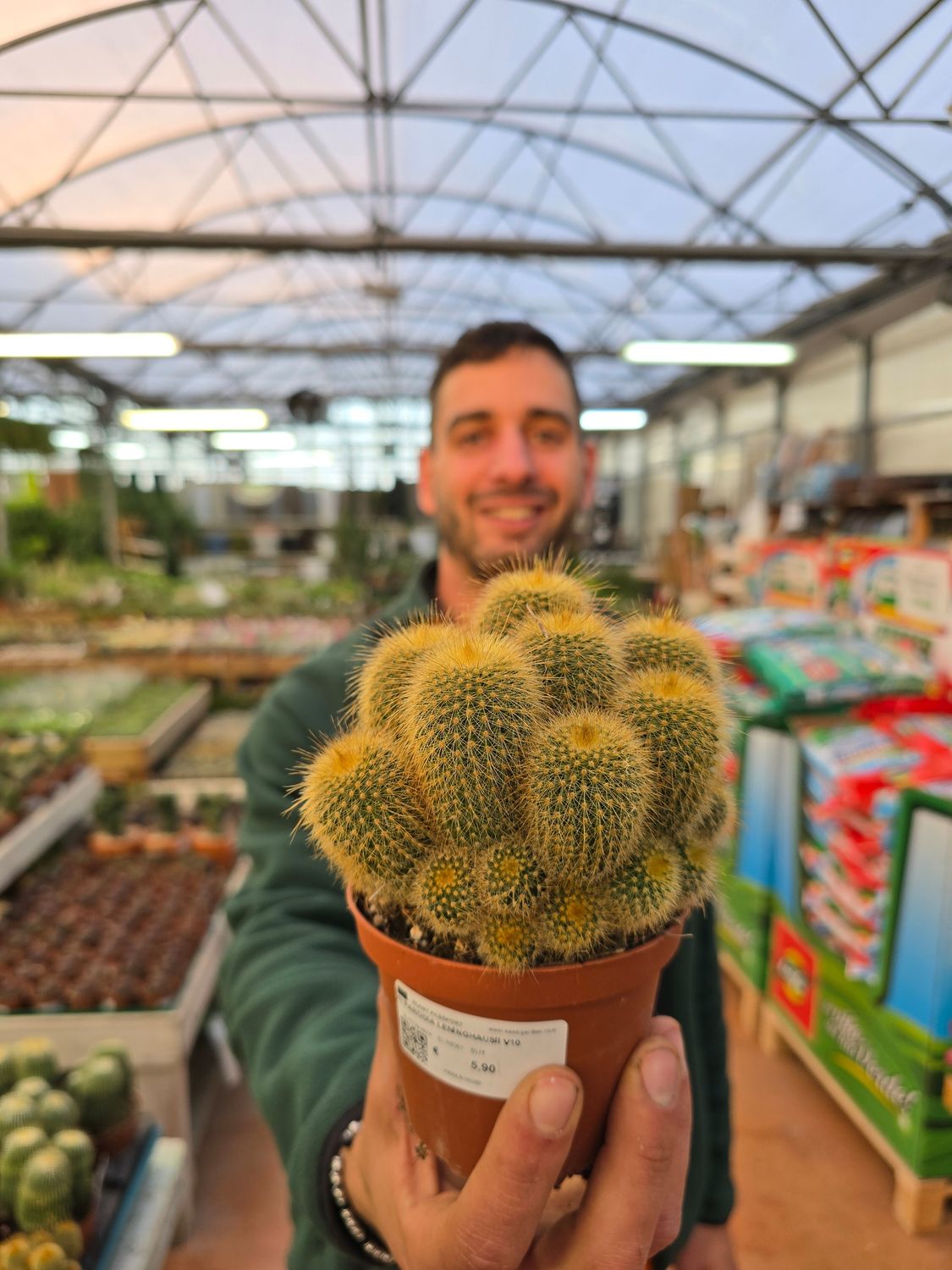 Parodia Leninghausii - vaso Ø10 cm