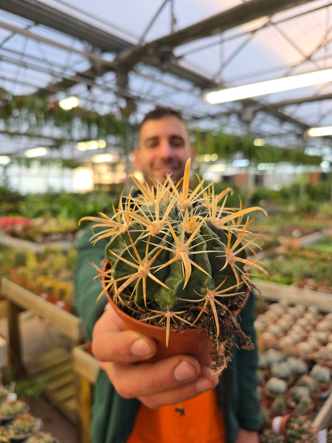 Ferocactus latispinus albispinus - vaso Ø10 cm