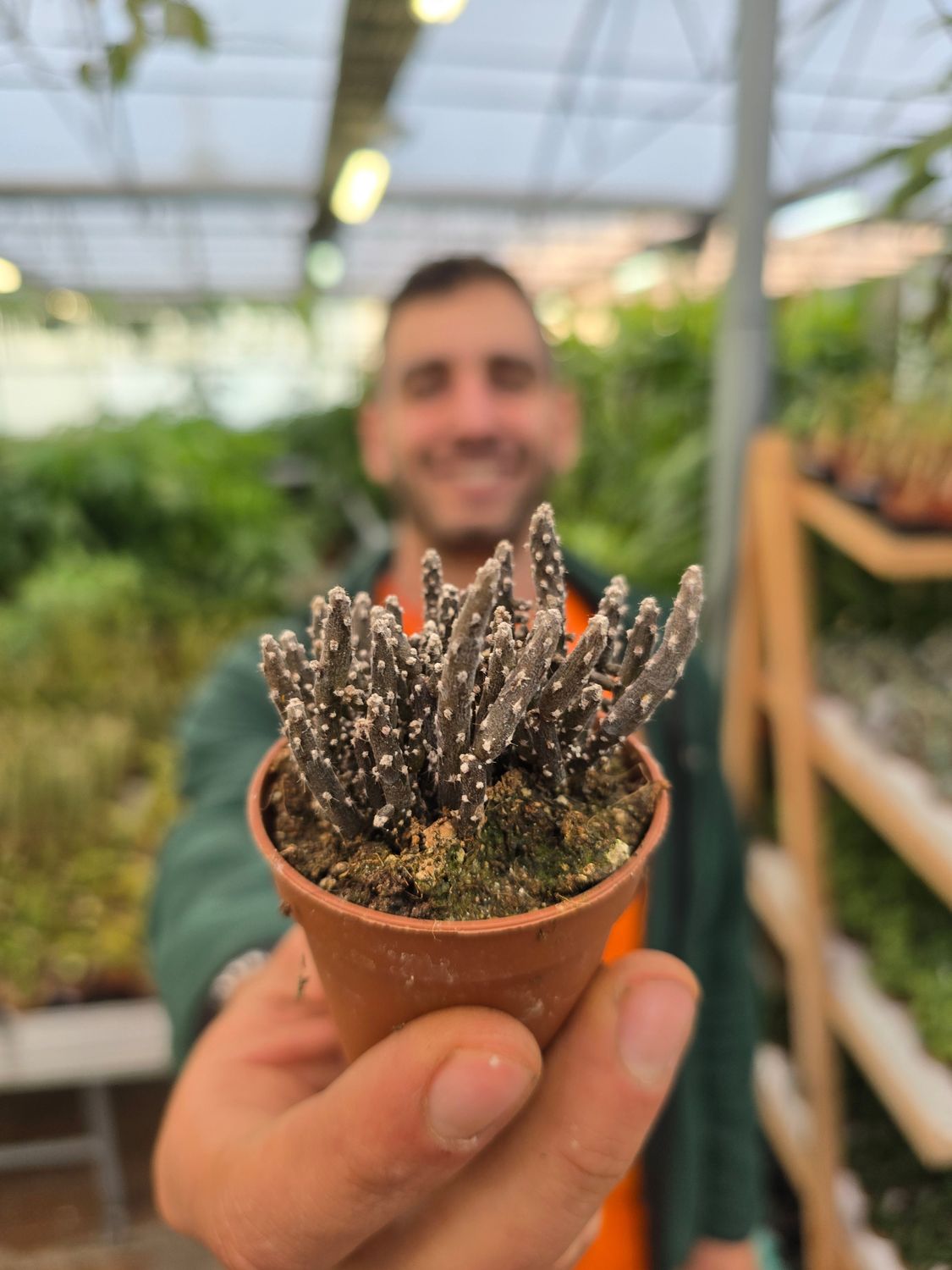 Pterocactus Kuntzei - vaso Ø5.5 cm