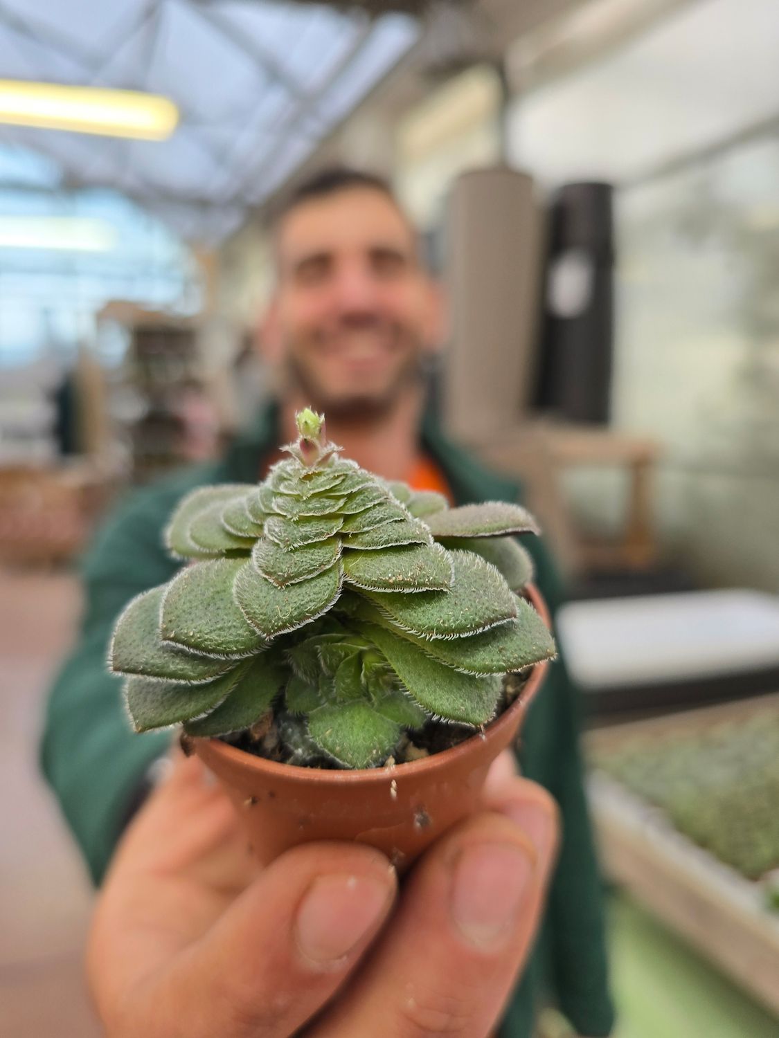 Crassula Exilis - vaso  Ø5.5 cm
