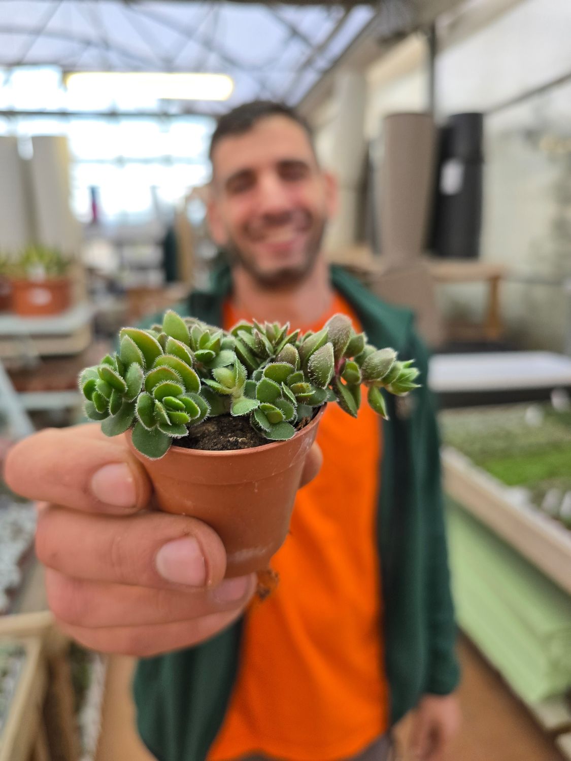 Crassula David - vaso  Ø5.5 cm