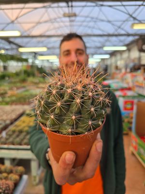 Ferocactus Haematacanthus - vaso Ø10 cm Ferocactus Haematacanthus - vaso Ø10 cm