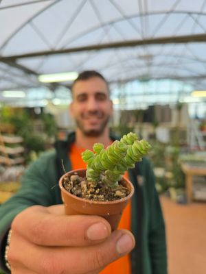 Crassula Marnieriana - vaso Ø5,5 cm