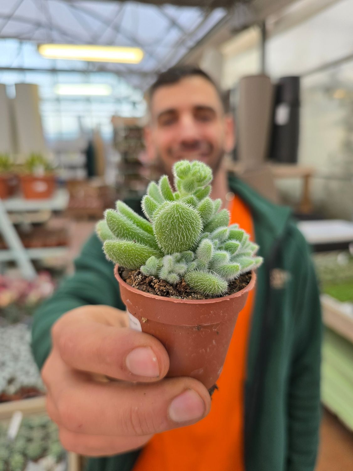 Sedum Hintoni - vaso Ø5,5 cm